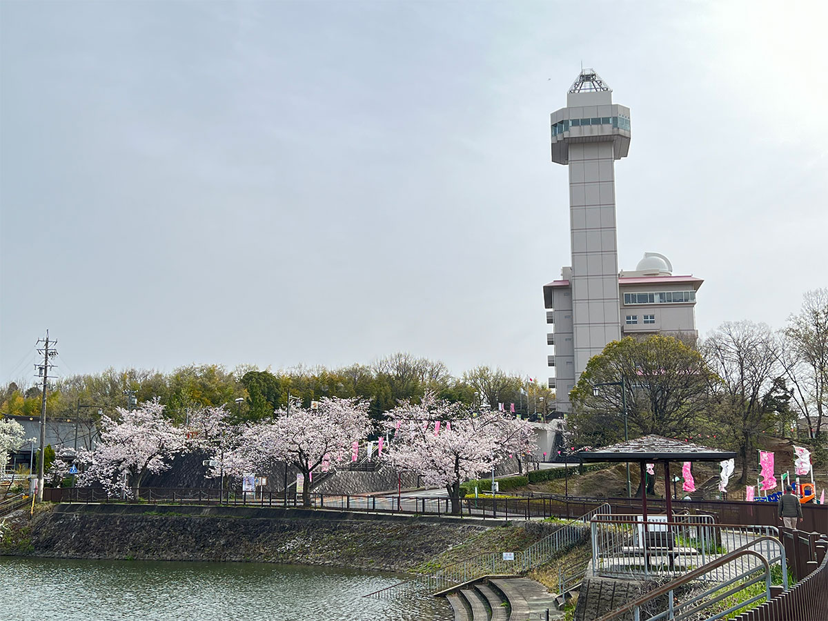 2026年城山公園桜まつり最新速報！見頃や屋台の真相と混雑回避術