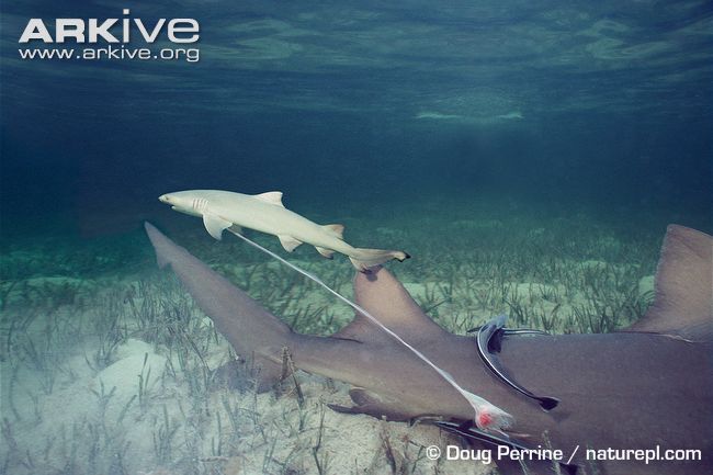 Do Sharks Give Birth to Live Young