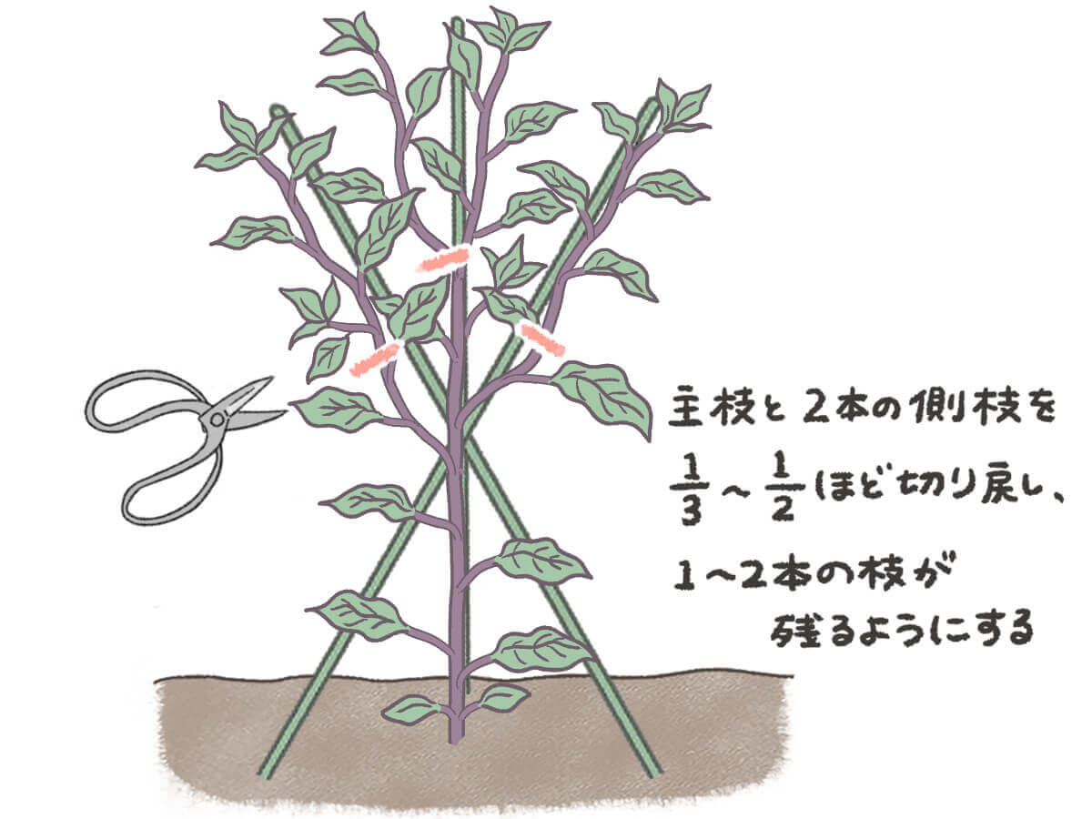ナス栽培は剪定で決まる！3本仕立てから夏の更新剪定まで徹底解説