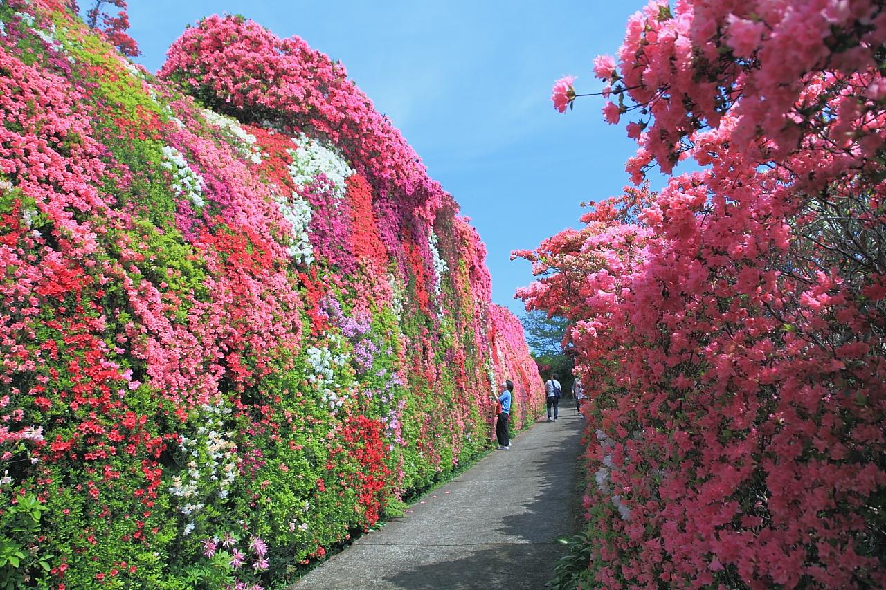 長崎・松本つつじ園2026見頃と開花状況！芝桜絶景と混雑回避術