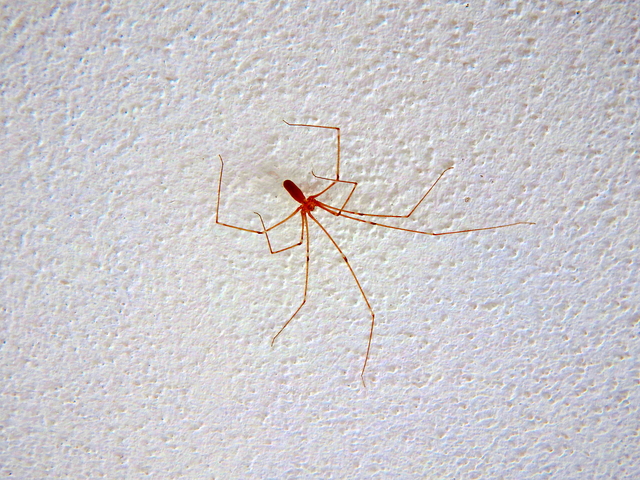 ベランダの赤い小さいクモの正体とは？害の有無や効果的な駆除法を徹底解説
