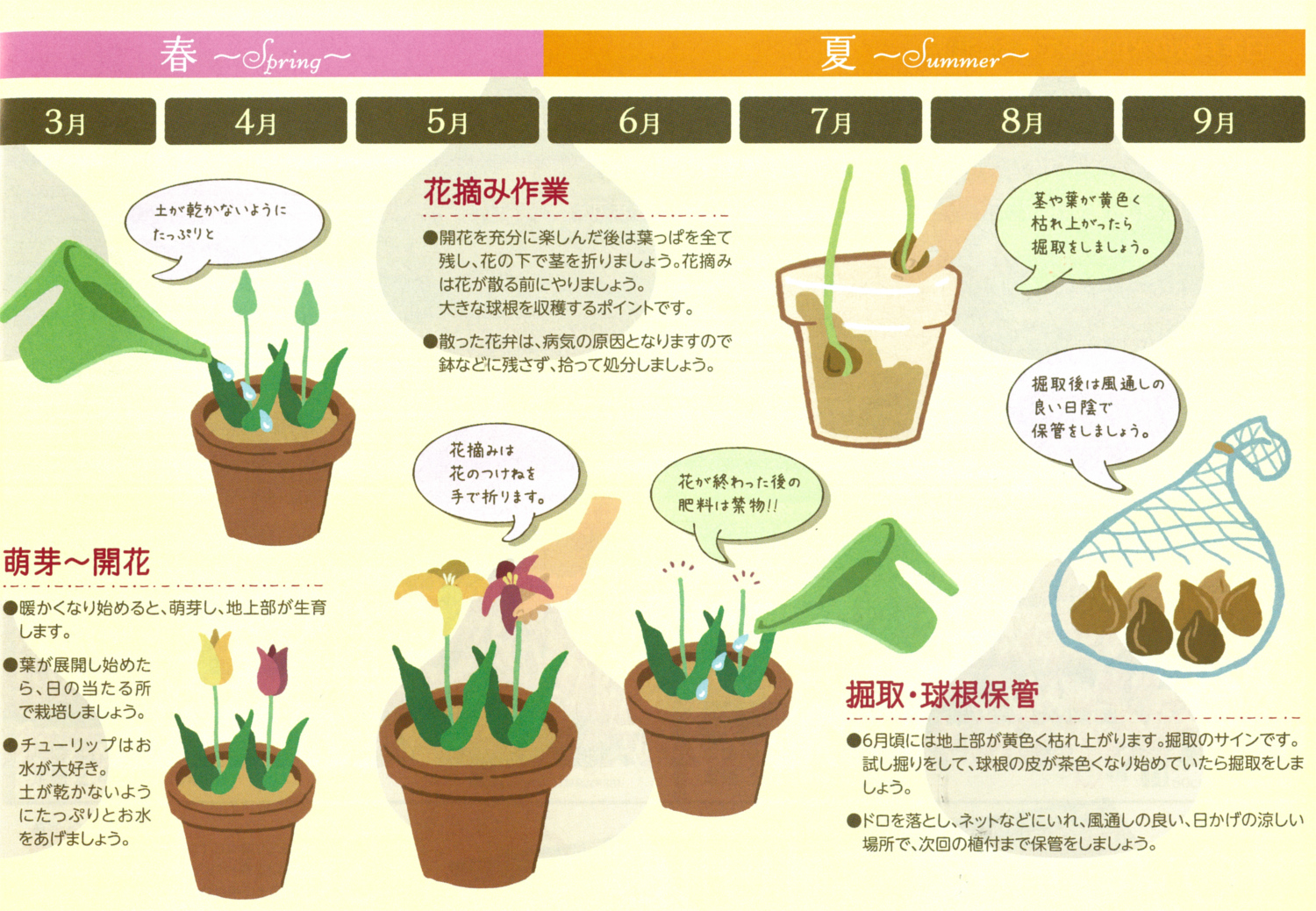チューリップ花後は葉を切るな！来年も咲かせる切る位置と球根保存術