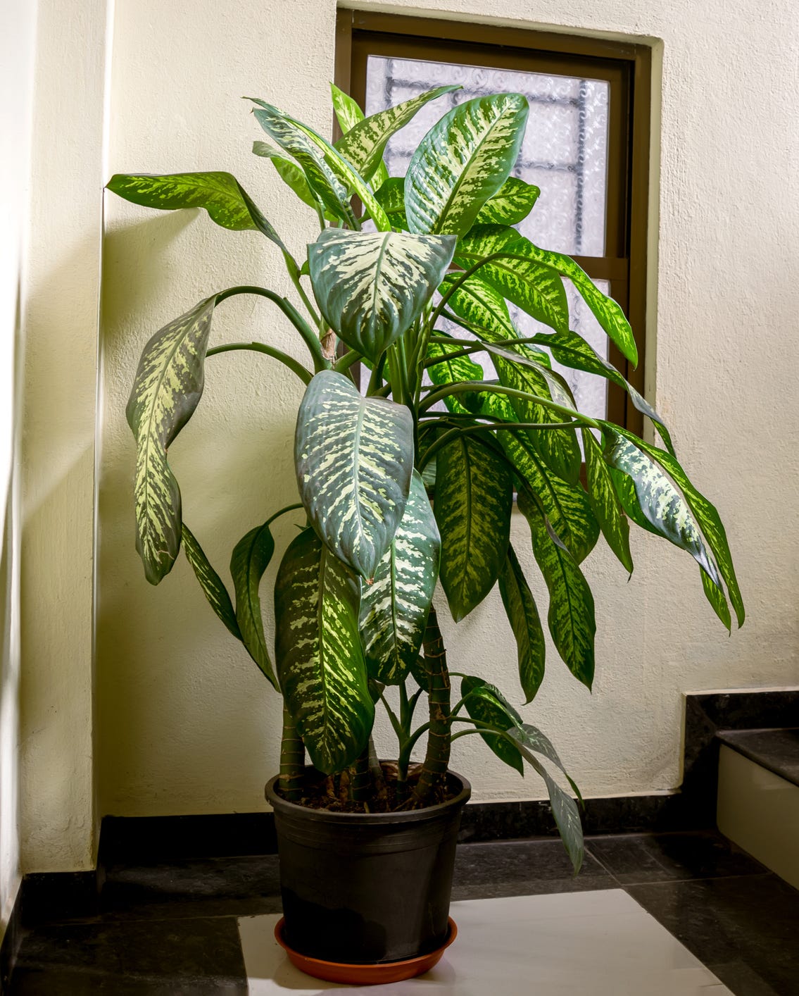 葉っぱが大きい観葉植物決定版！部屋と運気を変える人気種と育成の極意