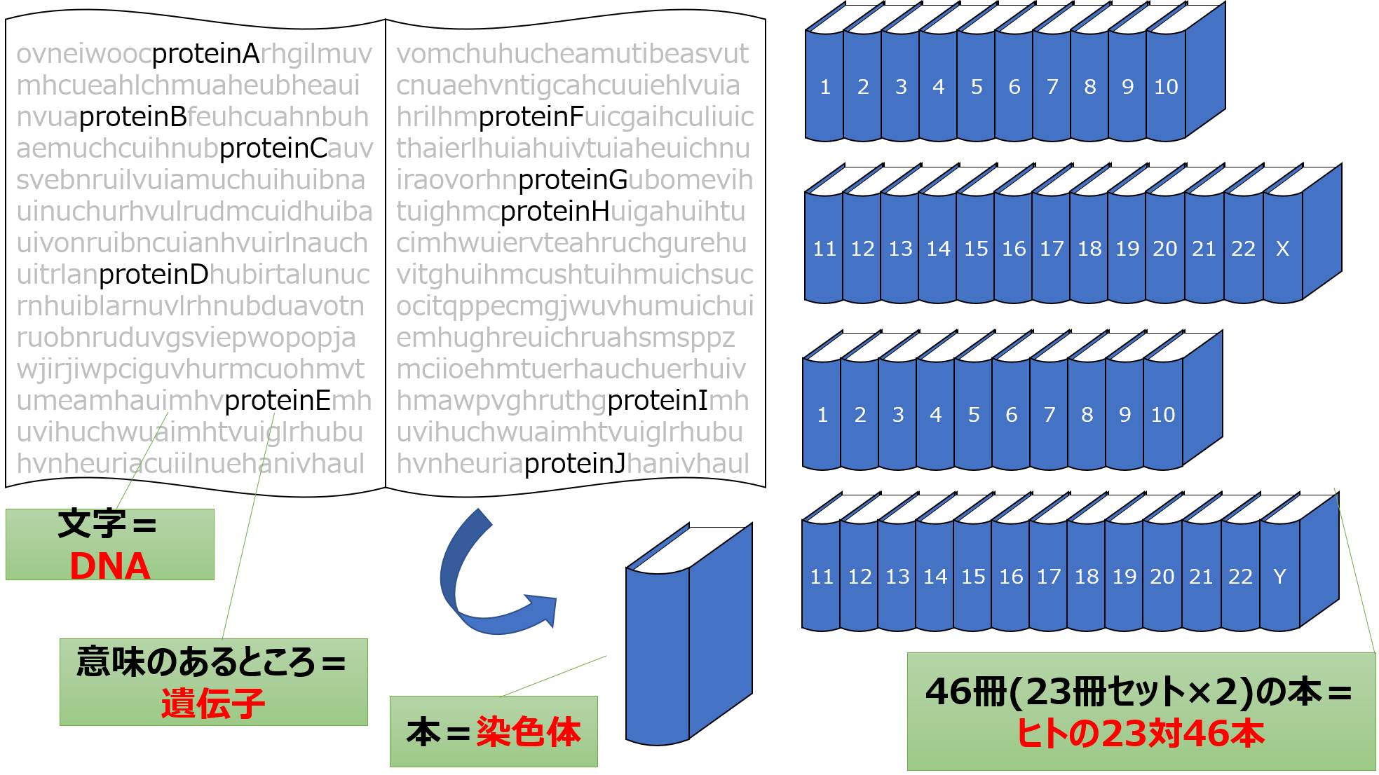Dnaと染色体と遺伝子の違いとは？本の例えで完全理解する超解説