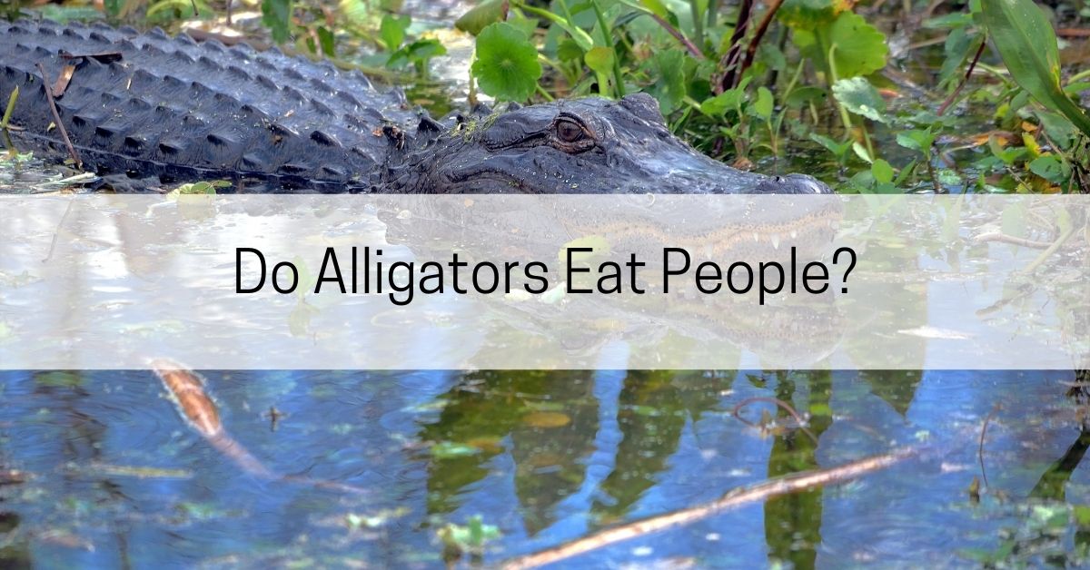 Can an Alligator Eat a Human