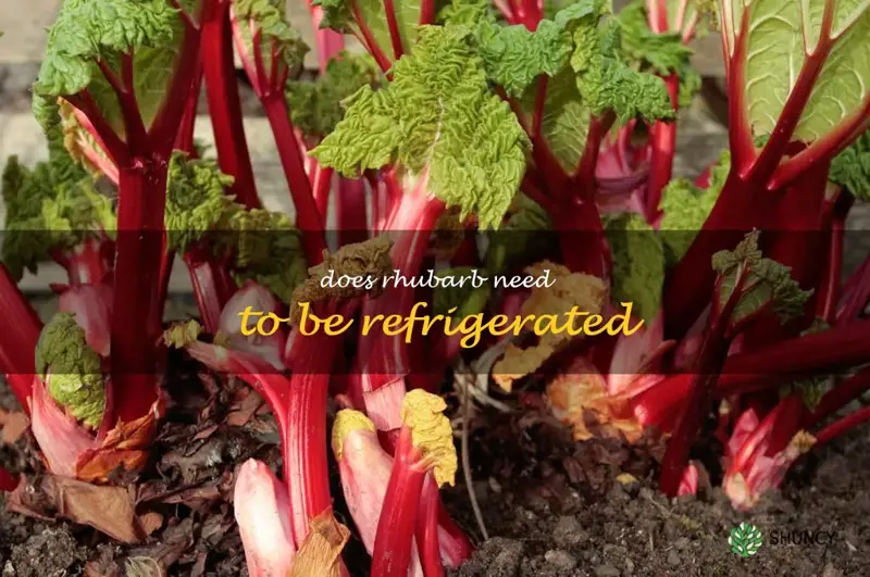 Should Rhubarb Be Refrigerated