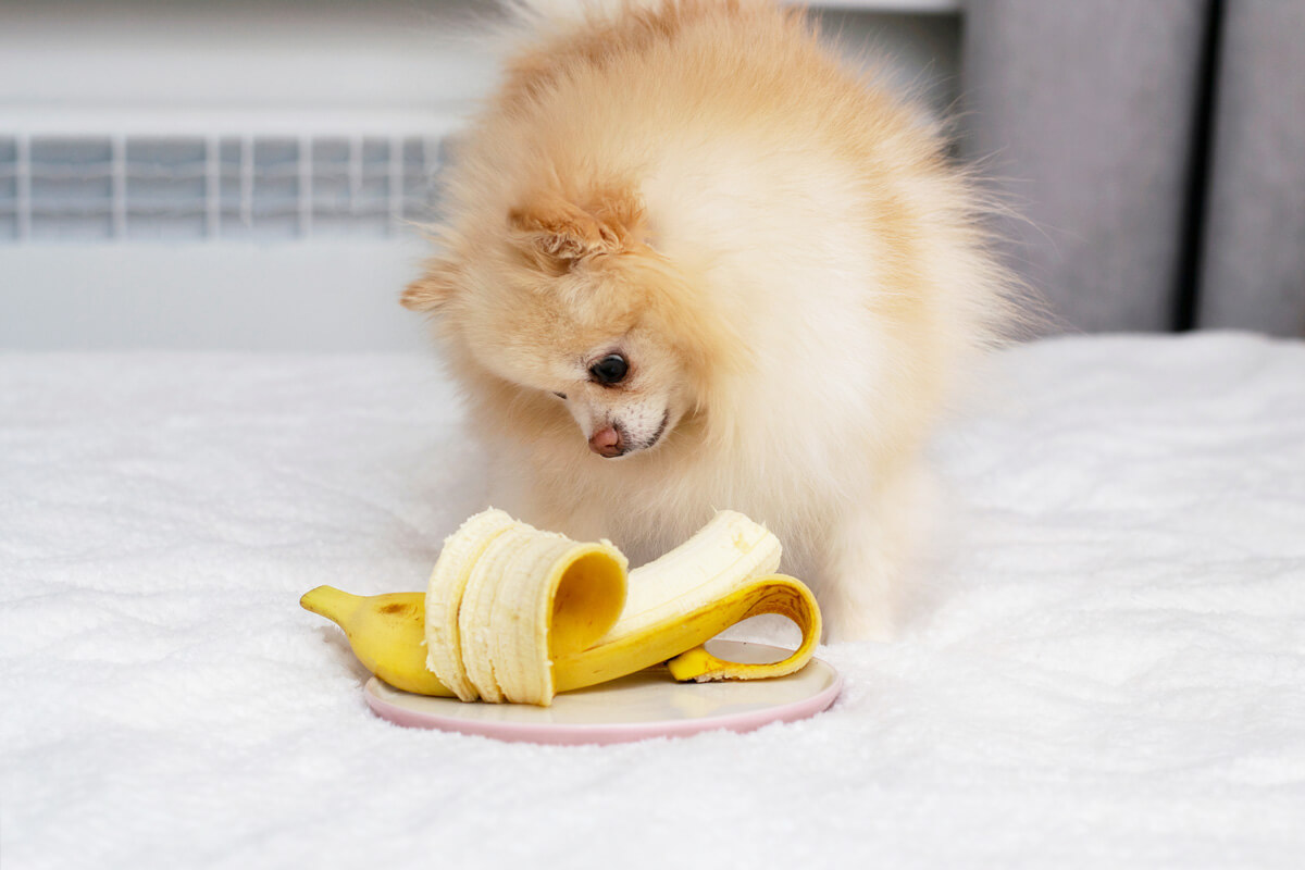 犬にバナナは大丈夫？獣医師が教える体重別適量と危険なNg例【最新】