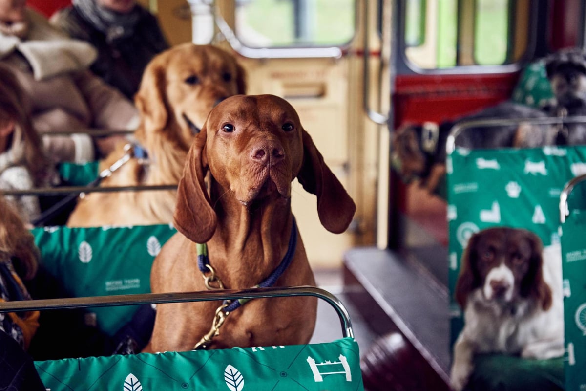 Are Dogs Allowed on Busses Uk