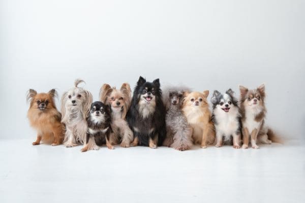 愛犬と最高の休日を！知る人ぞ知る穴場ドッグスポット徹底解説
