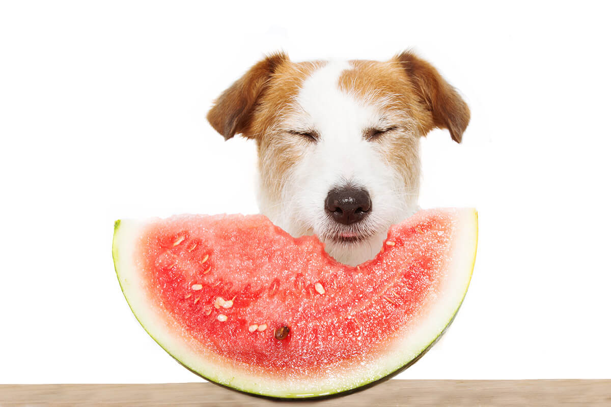 犬はスイカを食べていい？命を守る適量と皮や種の危険性を徹底検証
