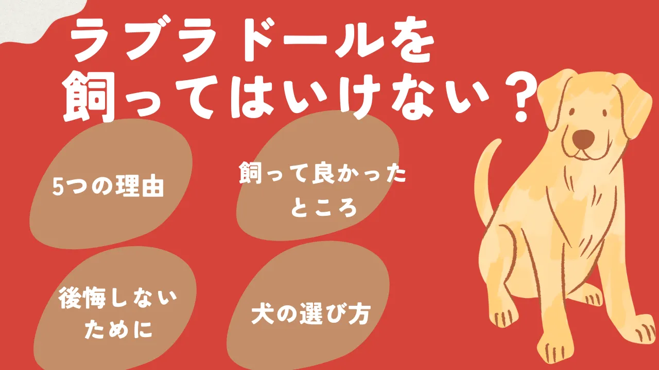 「ラブラドールは飼うな」の真相｜温厚な盲導犬の裏に潜む破壊神の正体