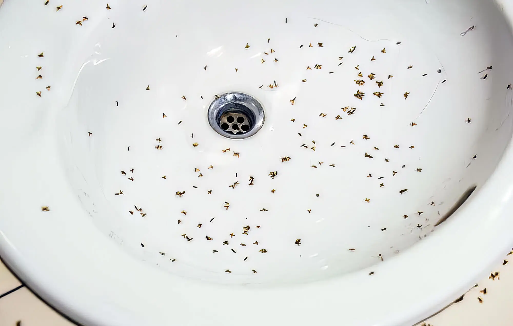 Why Are There Fruit Flies in My Bathroom