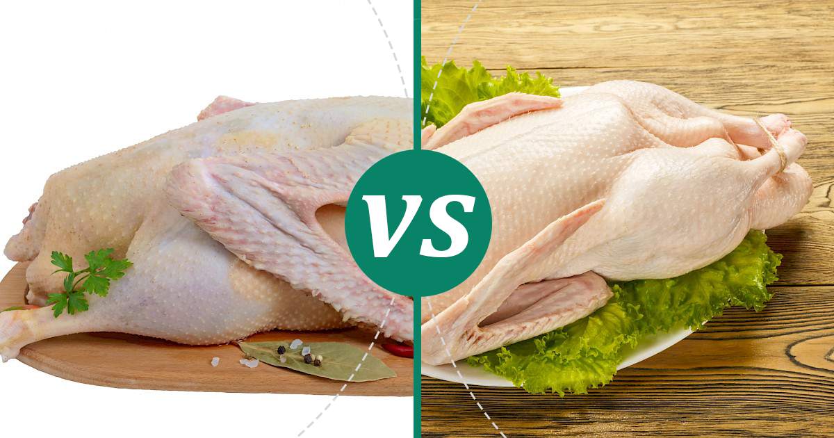 Goose vs Duck Meat