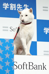 初代「お父さん犬」がAiで復活？ソフトバンクが仕掛ける音声革命の正体