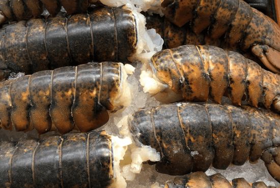 Can I Refreeze Lobster Tails