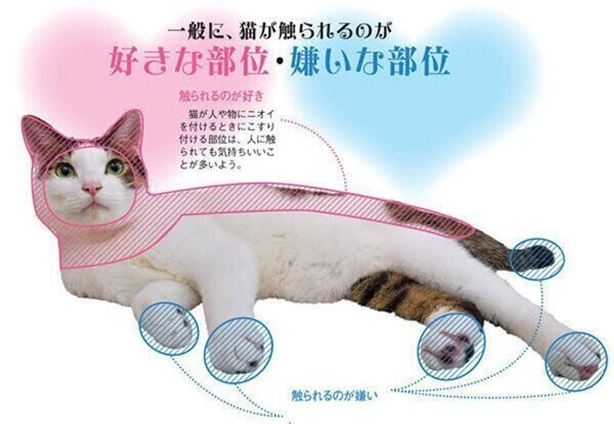 猫が喜ぶ撫で方の極意｜ゴロゴロ鳴るツボと急に噛まれるNg部位の真相