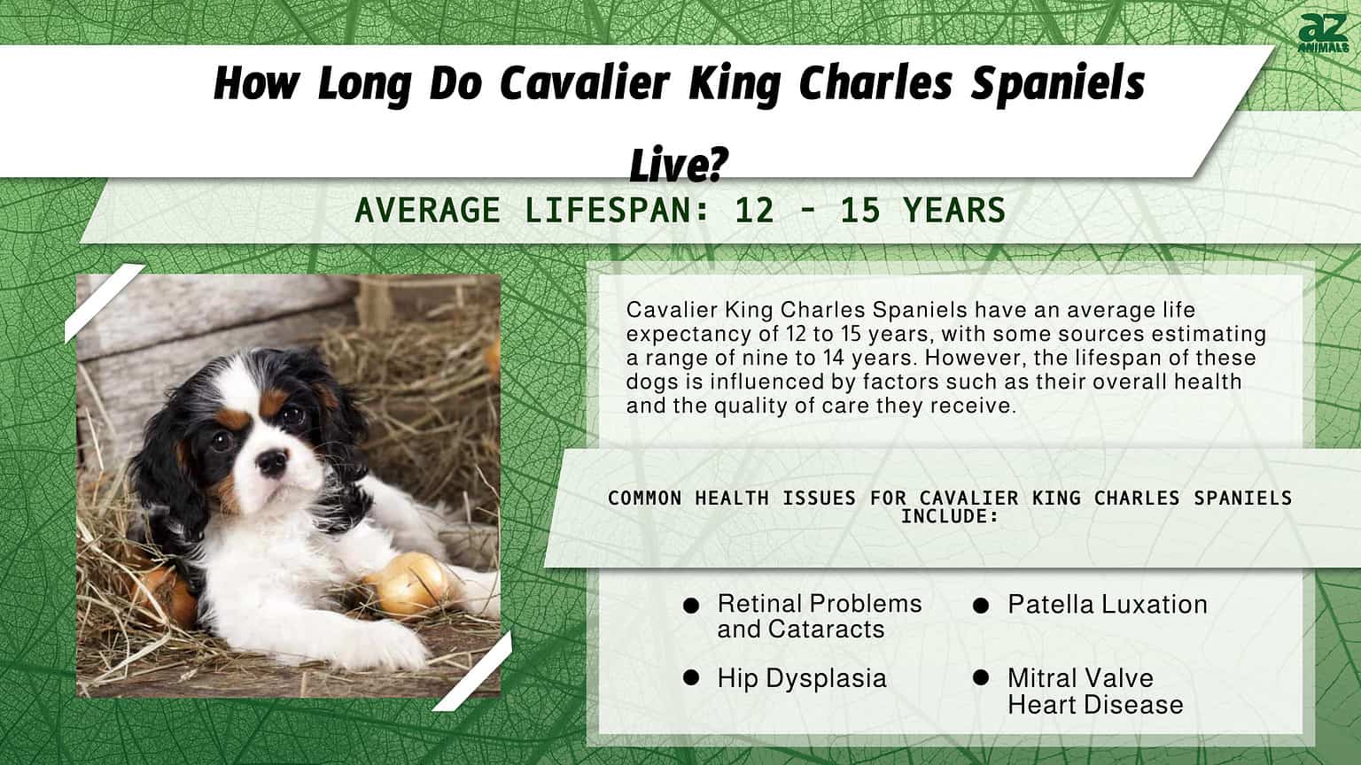 How Long Do Cavalier King Charles Dogs Live