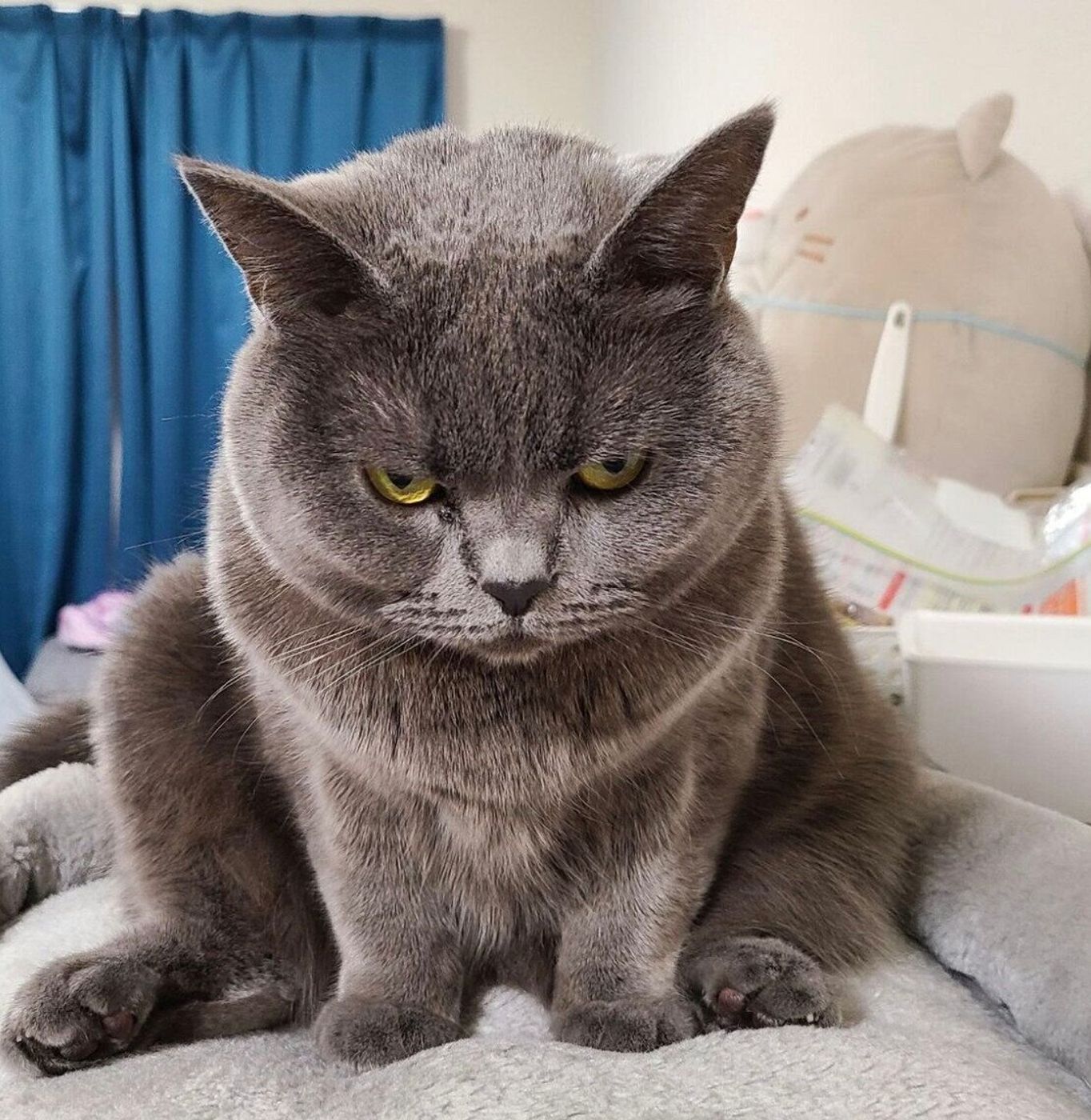 怒っている猫のサインと急な威嚇の理由｜本音を見抜くなだめ方とNg行動