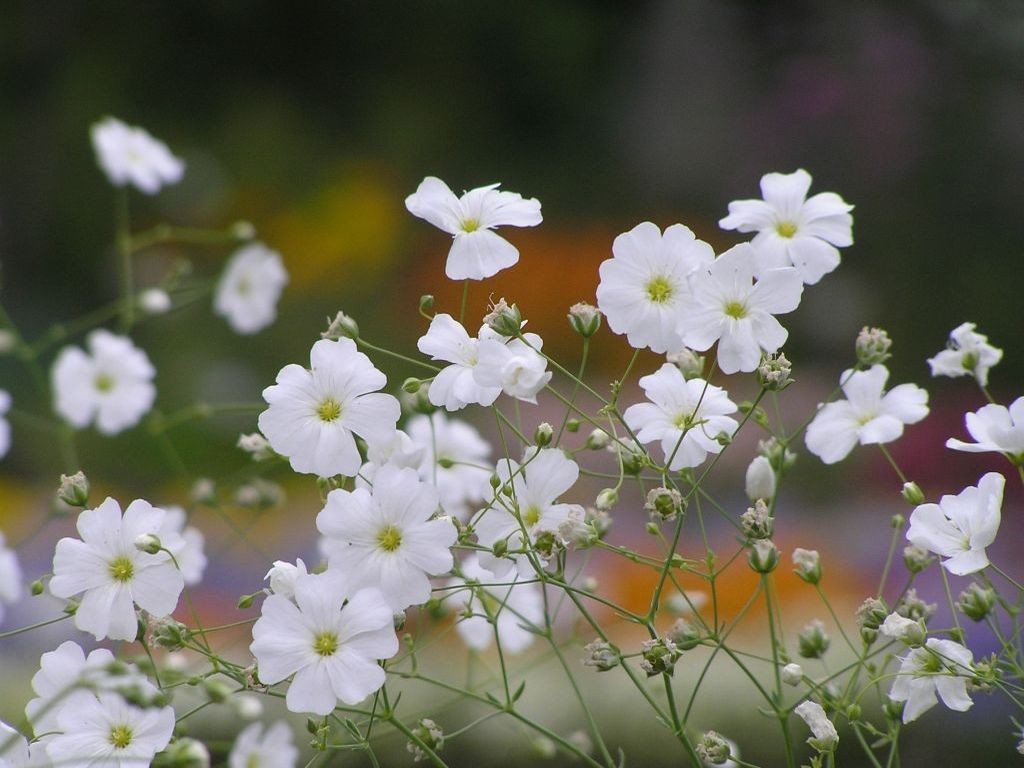 2026年最新【かすみ草の花言葉】色別・本数別の深い意味と失敗しないギフト選び