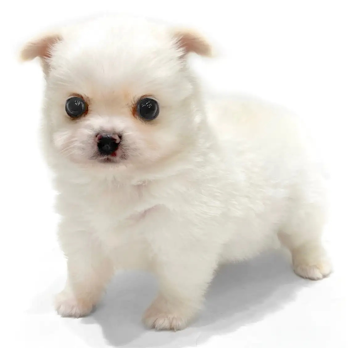 ポメチワ成犬のリアル！飼いにくい噂や抜け毛・寿命を徹底検証