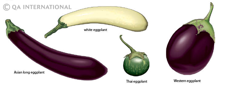 Difference Between Aubergine and Eggplant