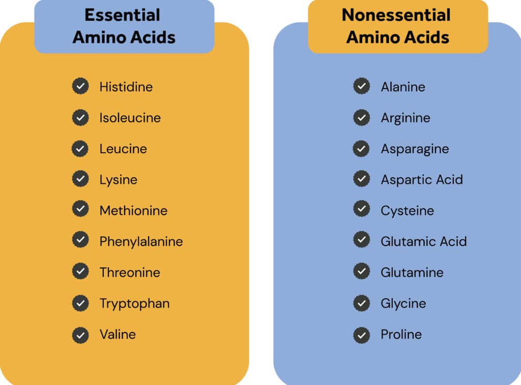 What Are Non Essential Amino Acids