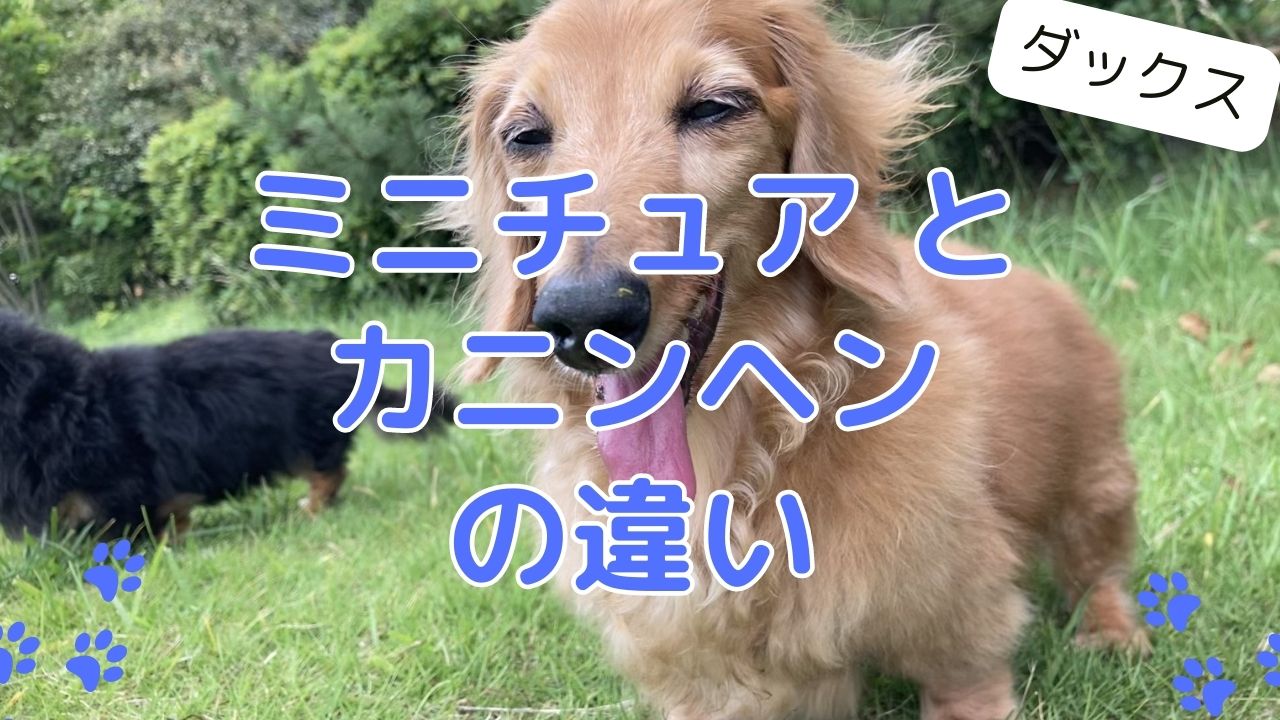 カニンヘンとミニチュアダックスの違い｜胸囲基準や性格・価格を徹底比較