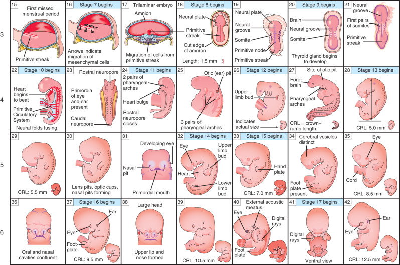 Anatomical Changes from Early to Late Stages Human