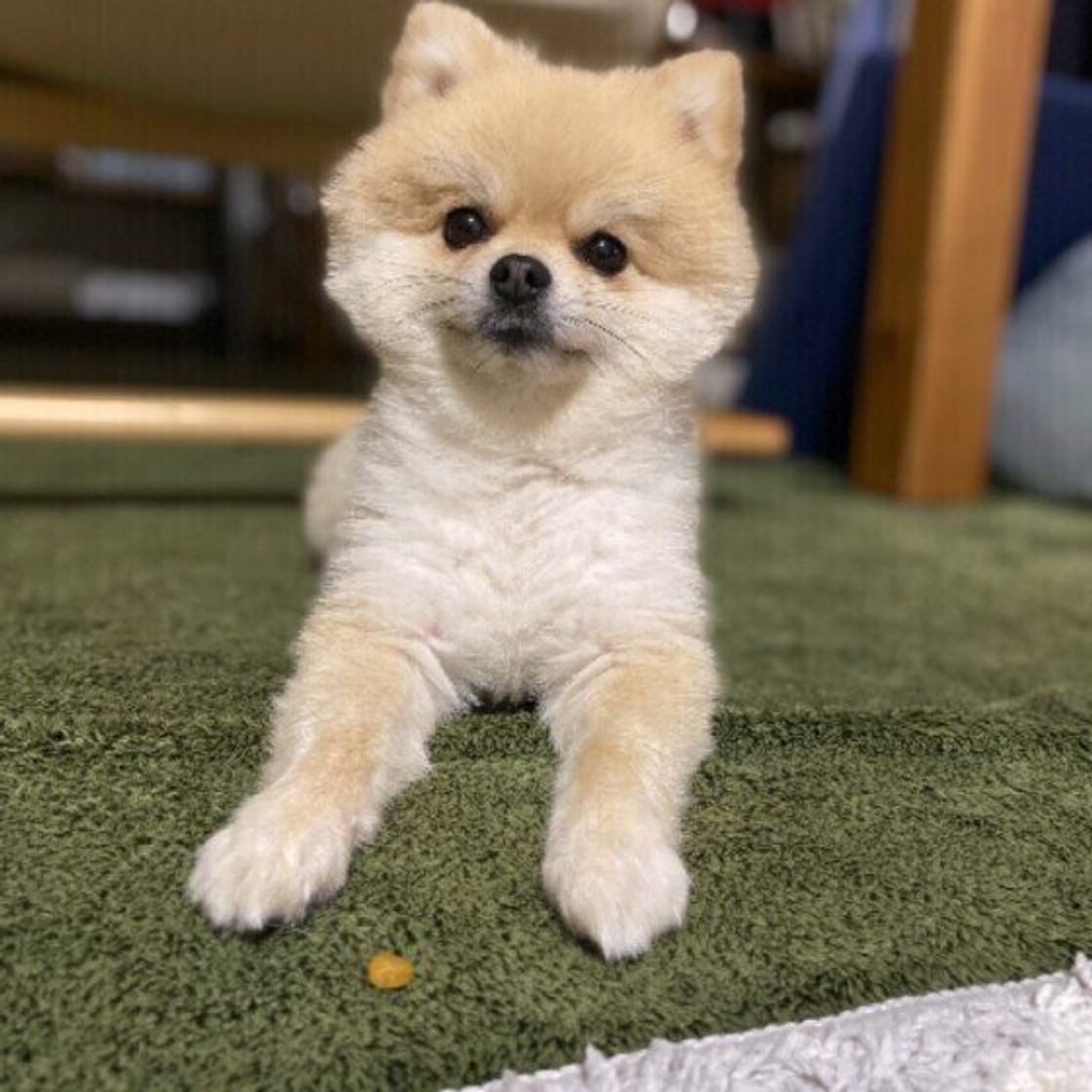犬が前足を舐める理由とは？病気やストレスのサインと最新対処法