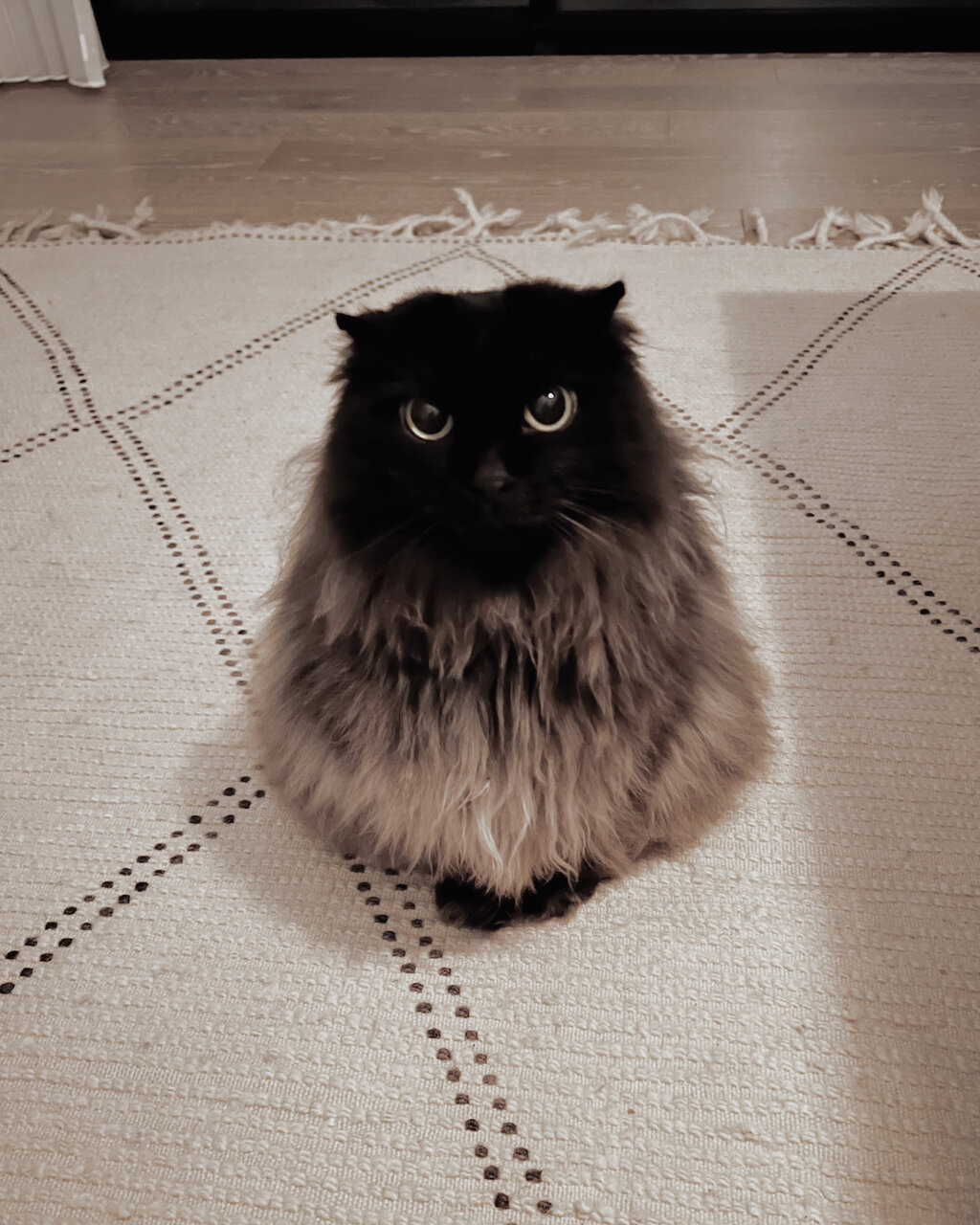 猫とフクロウは同居できる？仲良し動画の真相と危険性を徹底検証