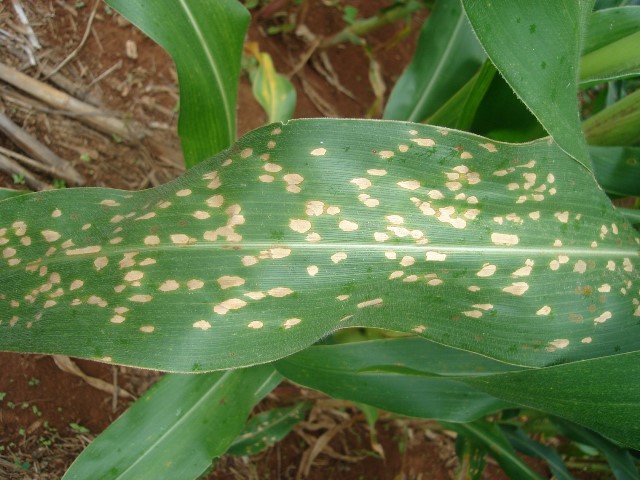 White Spots on Corn on the Cob