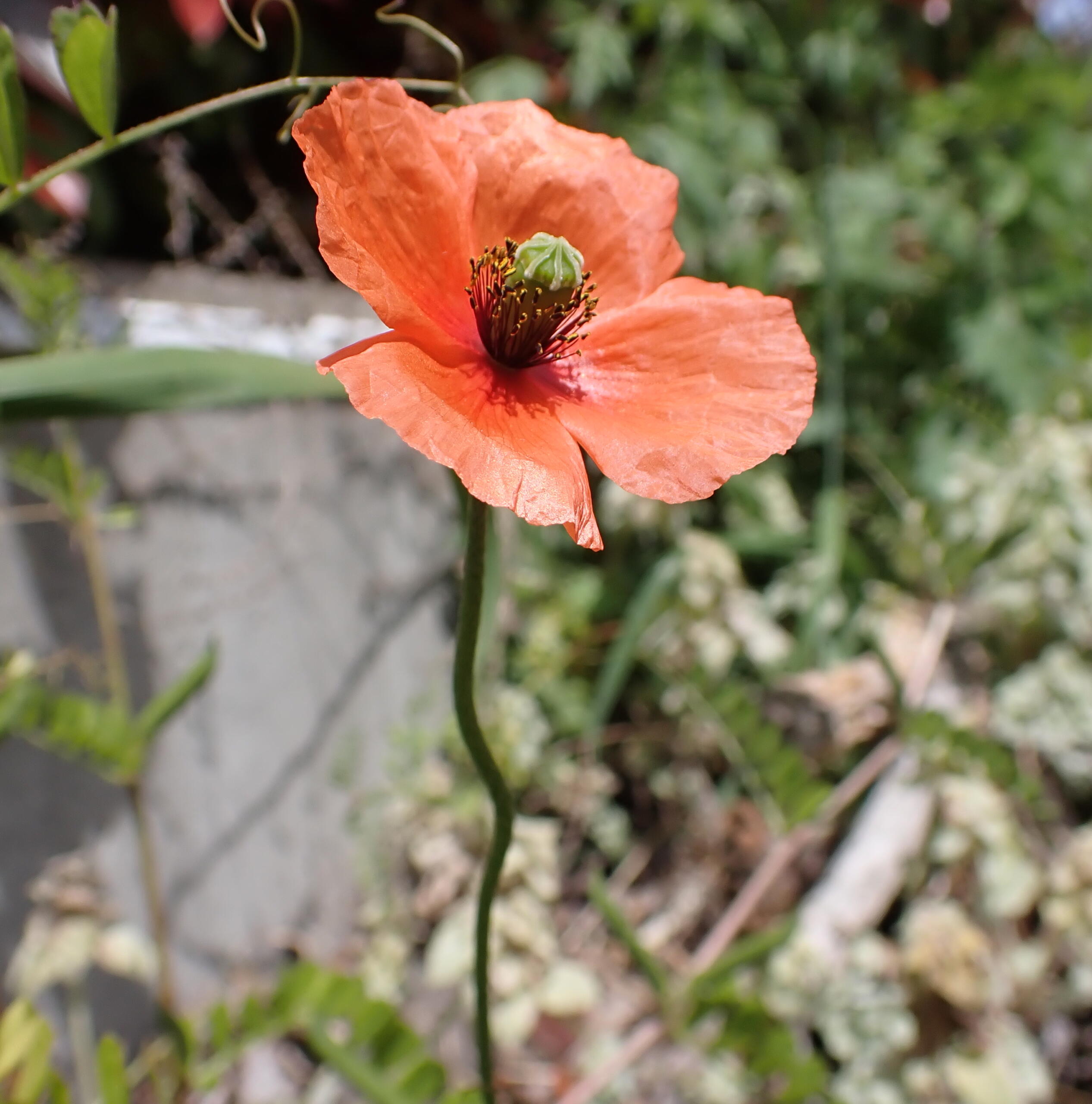 そのポピー実は違法？ケシの花の見分け方と自生時の正しい通報手順
