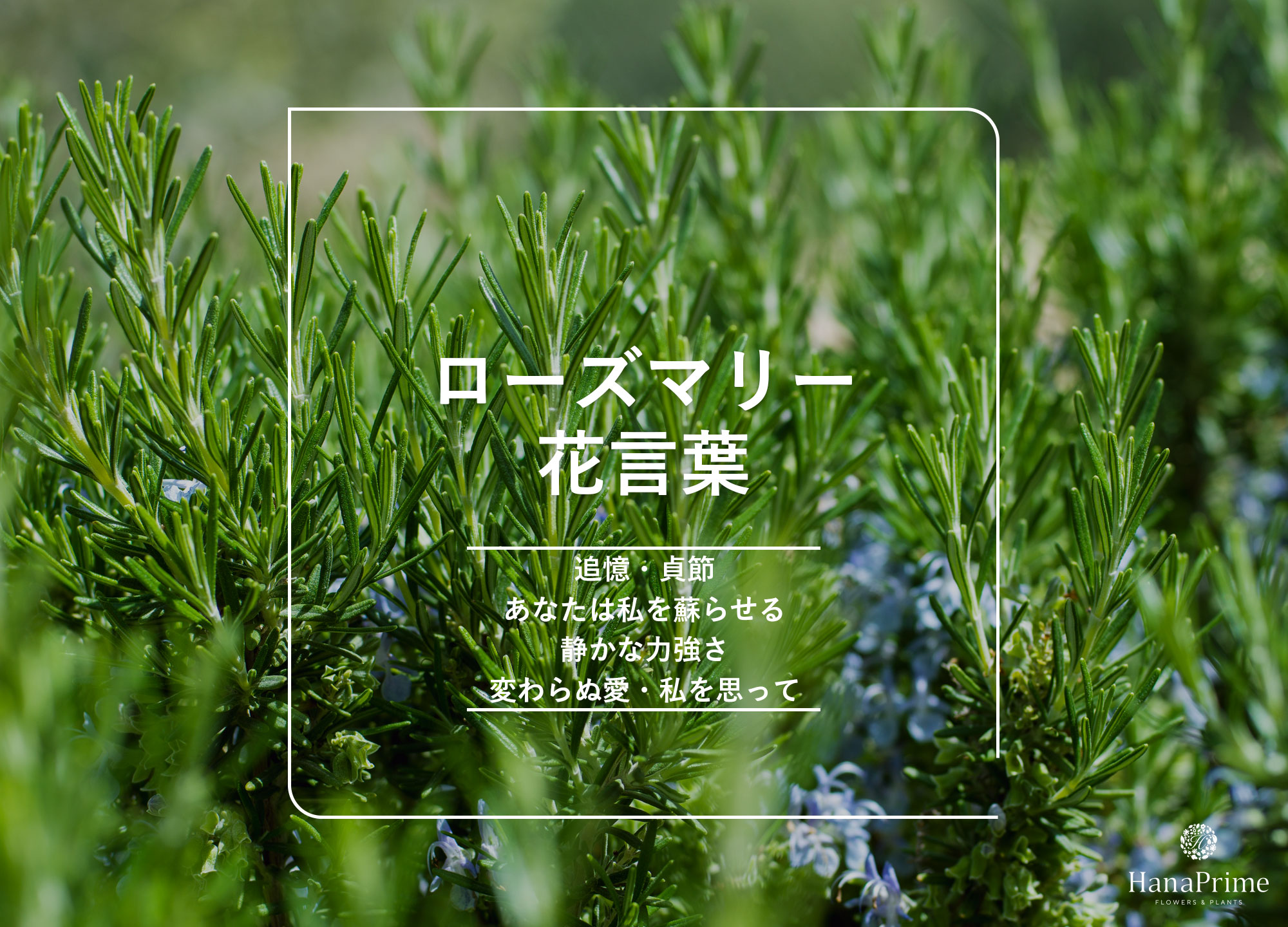 ローズマリーの花言葉に怖い意味？噂の真相と愛や記憶の由来を徹底解明