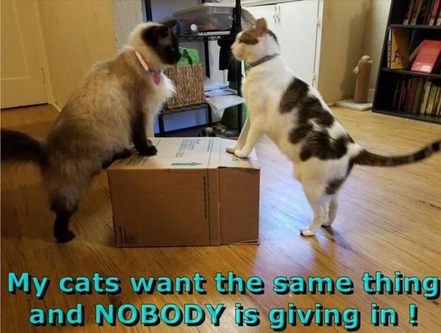 Anything Can Be Catise Meme