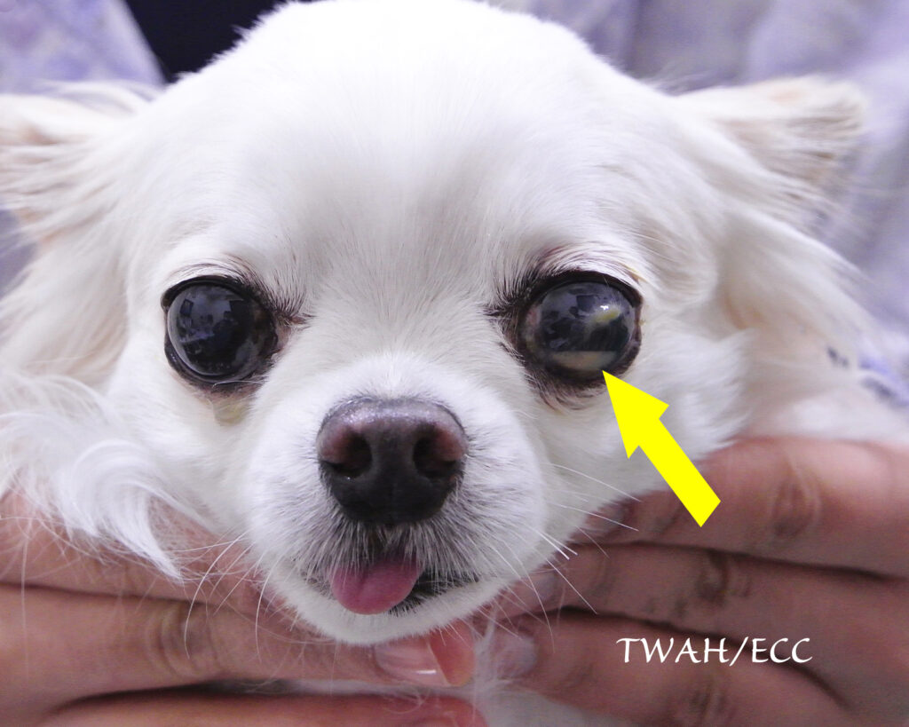 犬の目が白い原因とは？白内障と核硬化症の違いや治療費・初期症状を解説