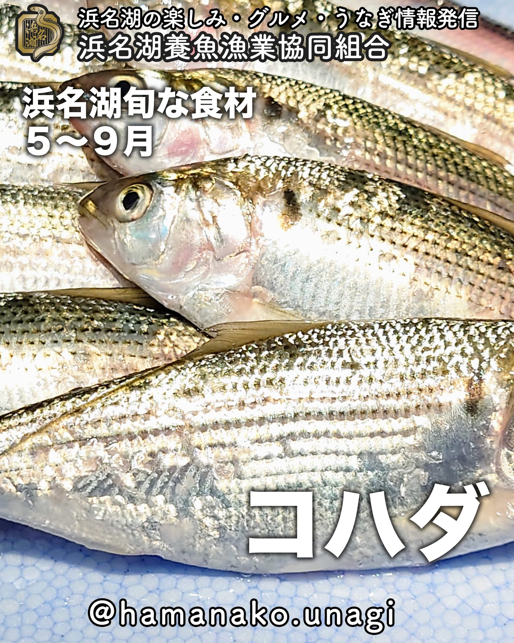 なぜコハダで職人の腕がわかるのか？仕込みの真実と江戸前の粋を解剖