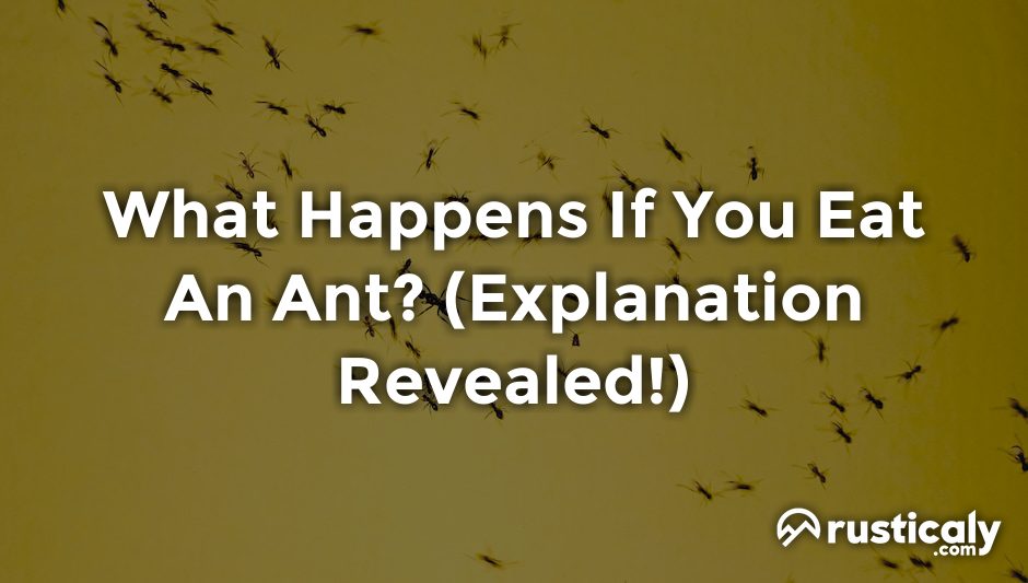 What Happens If You Eat a Ant