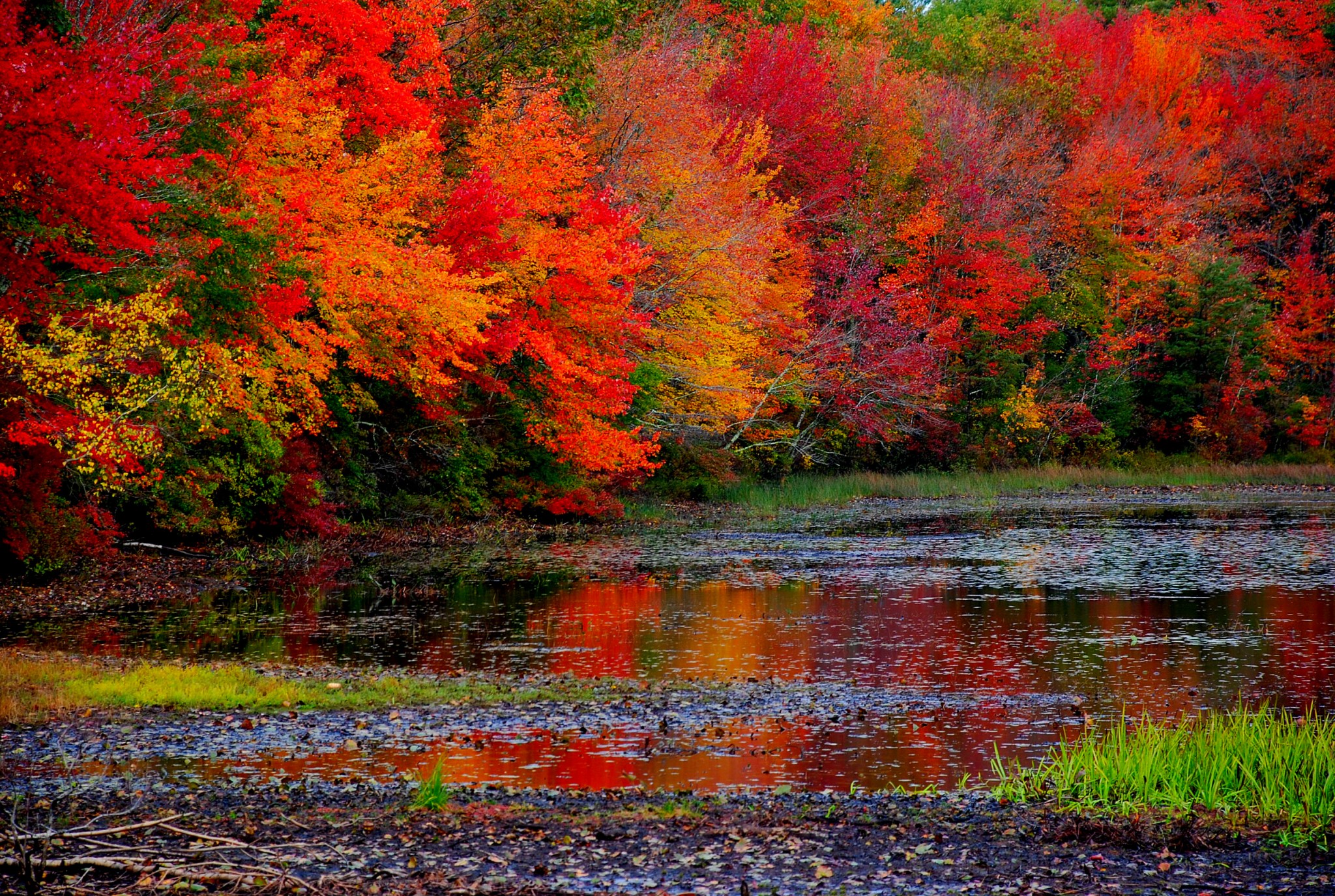 Fall Colors for Pictures