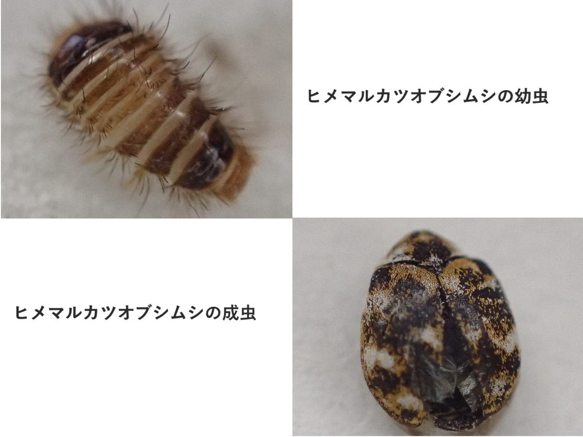 お気に入りの服に謎の穴！服を食べる虫の正体と2026年最新の撃退術