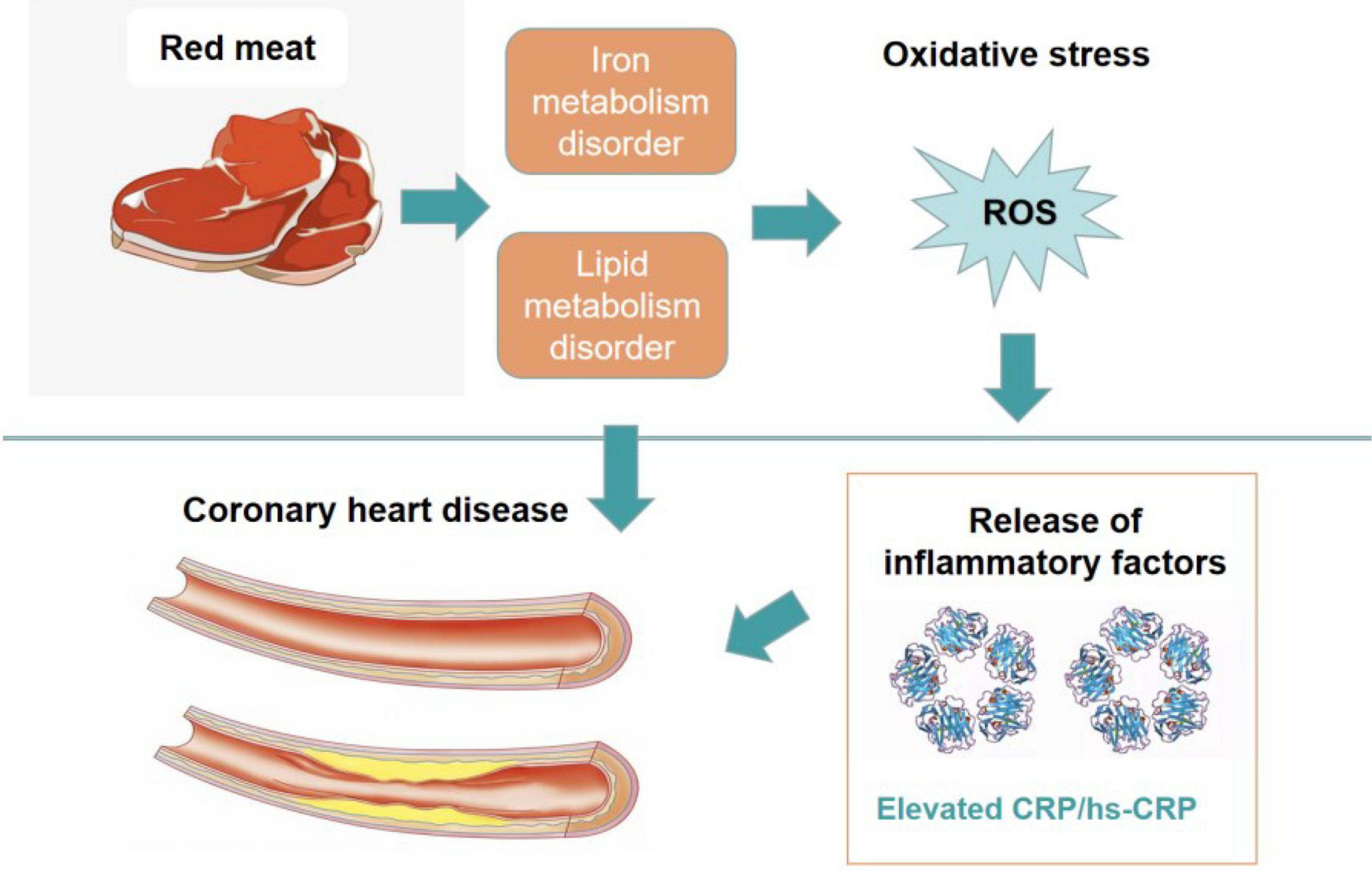 Does Meat Cause High Cholesterol