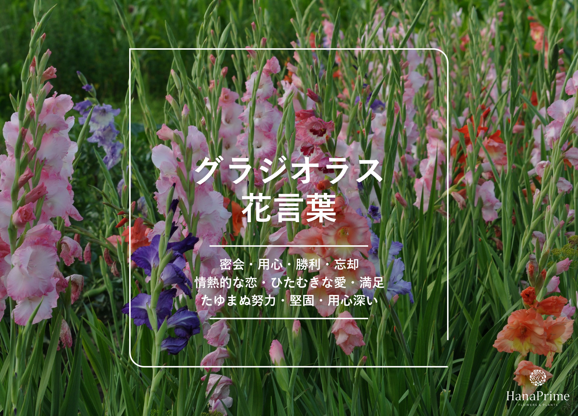グラジオラスの花言葉に怖い意味？密会と剣の由来・色別の真相【2026】
