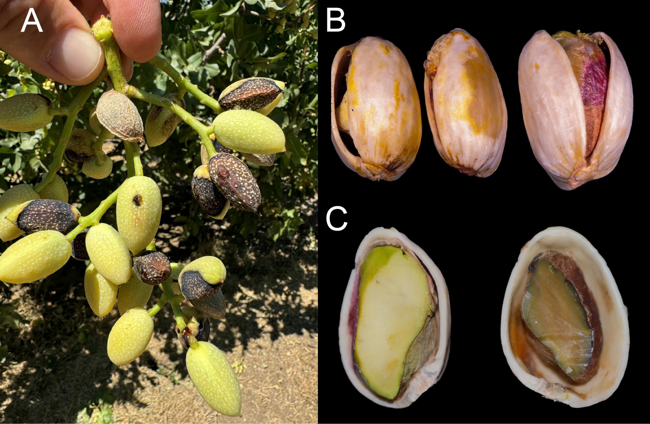 Where Does the Pistachio Nut Come From