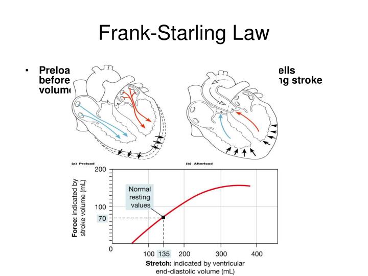 The Frank Starling Law of the Heart States That