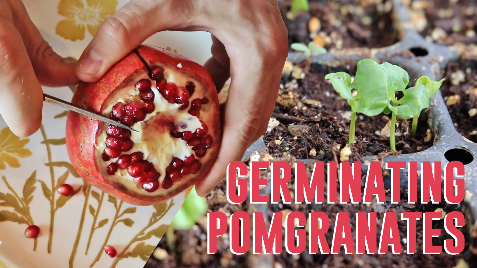Can You Plant Pomegranate Seeds