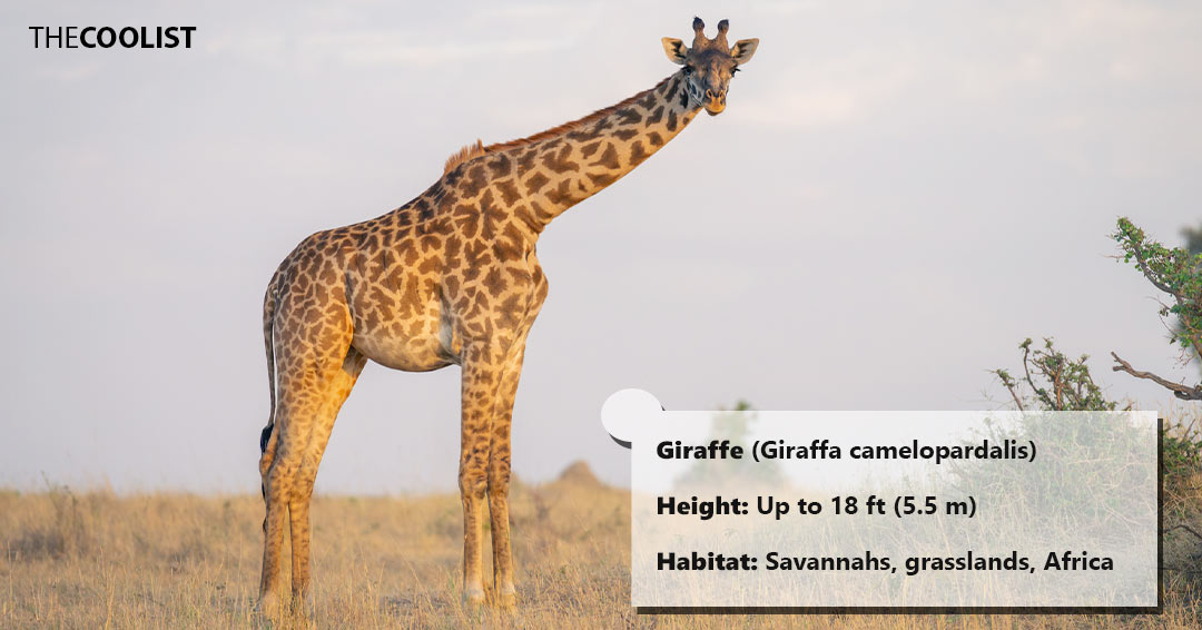 How Tall Is the Tallest Giraffe