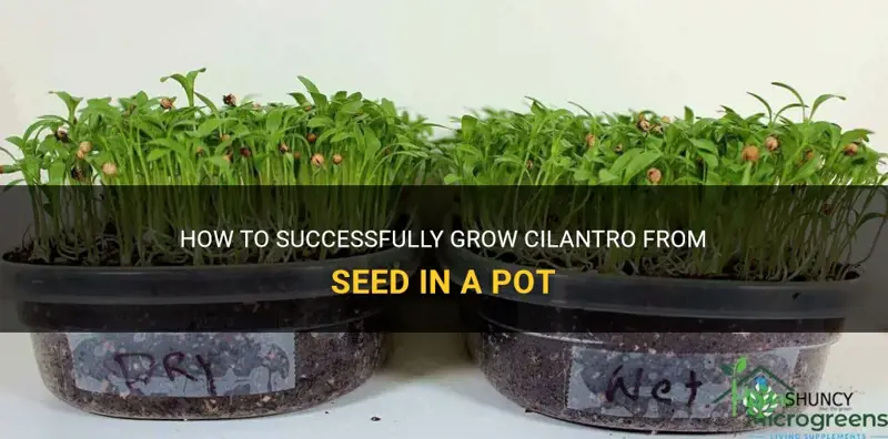 How to Plant Cilantro Seeds in a Pot