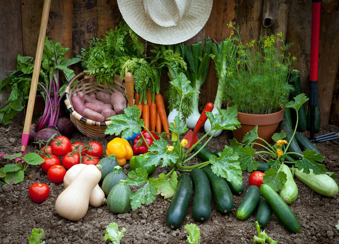 What Vegetables Are in Grow a Garden