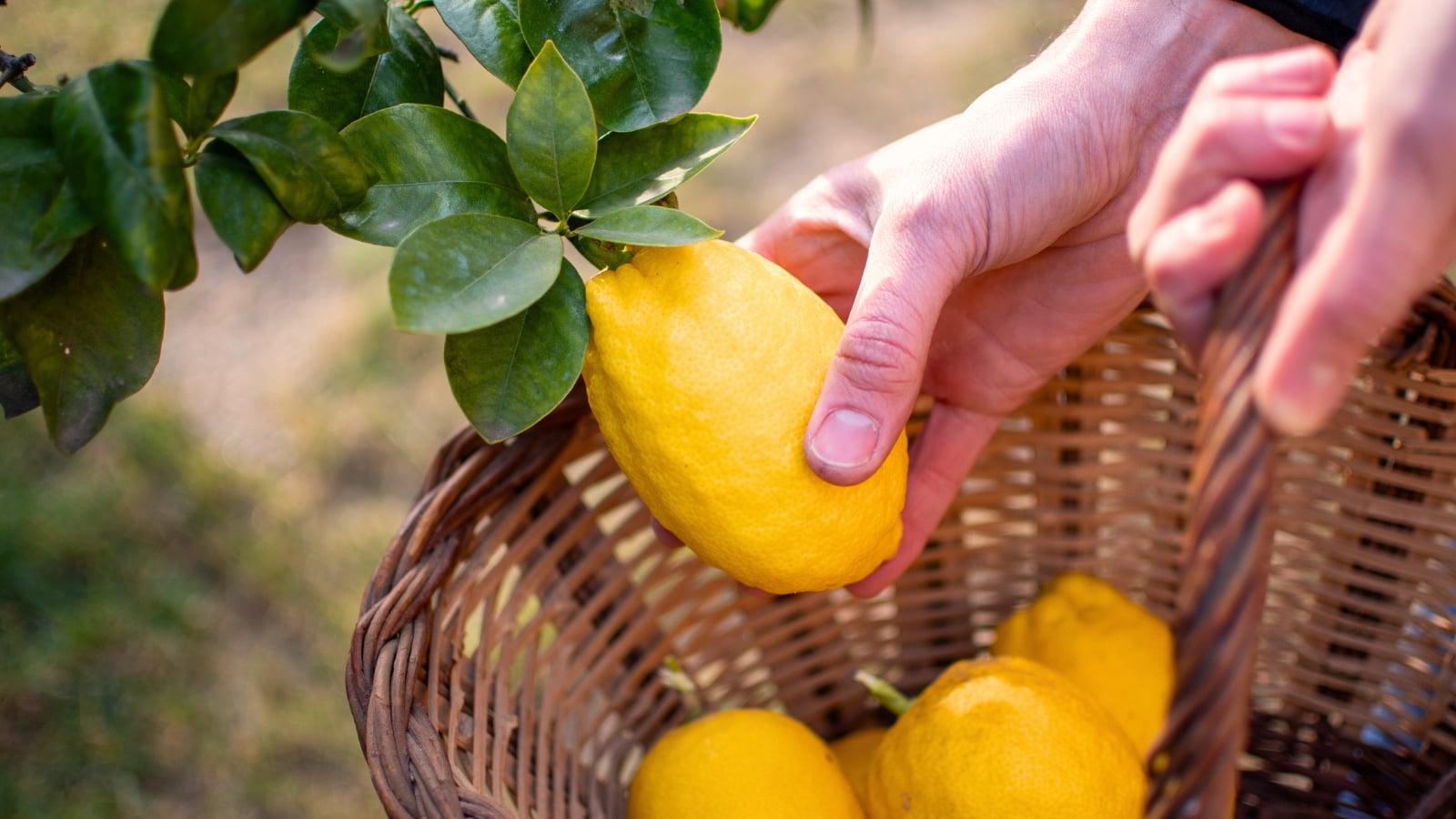 How to Harvest Lemons