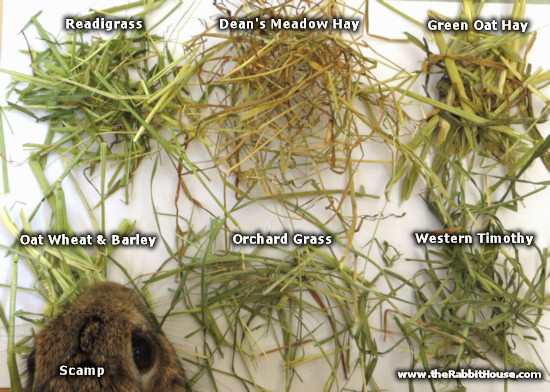 Grass That Looks Like Hay