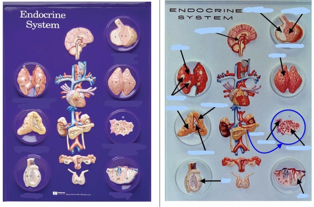 Endocrine System Anatomy and Physiology Quiz